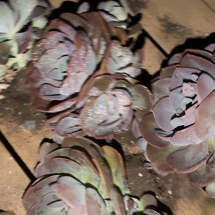 尘埃玫瑰13.88多肉植物