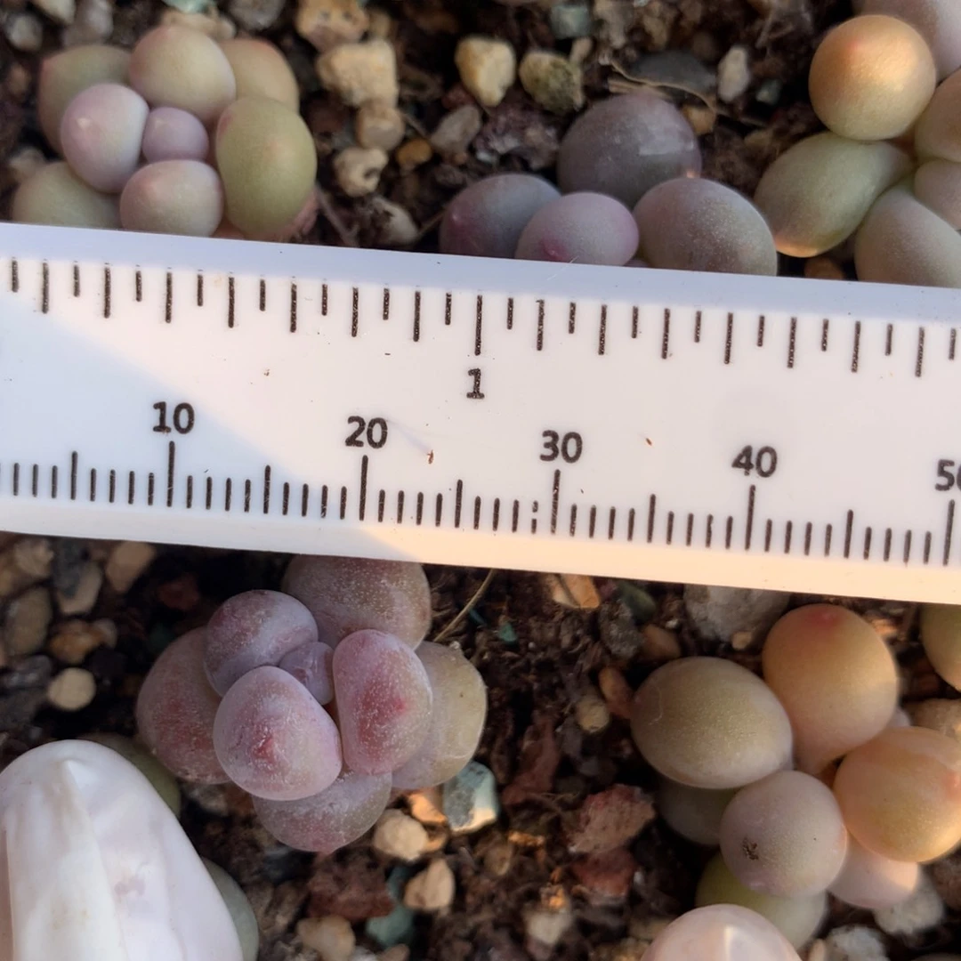 黄金鸡蛋大叶奶 黄金鸡蛋