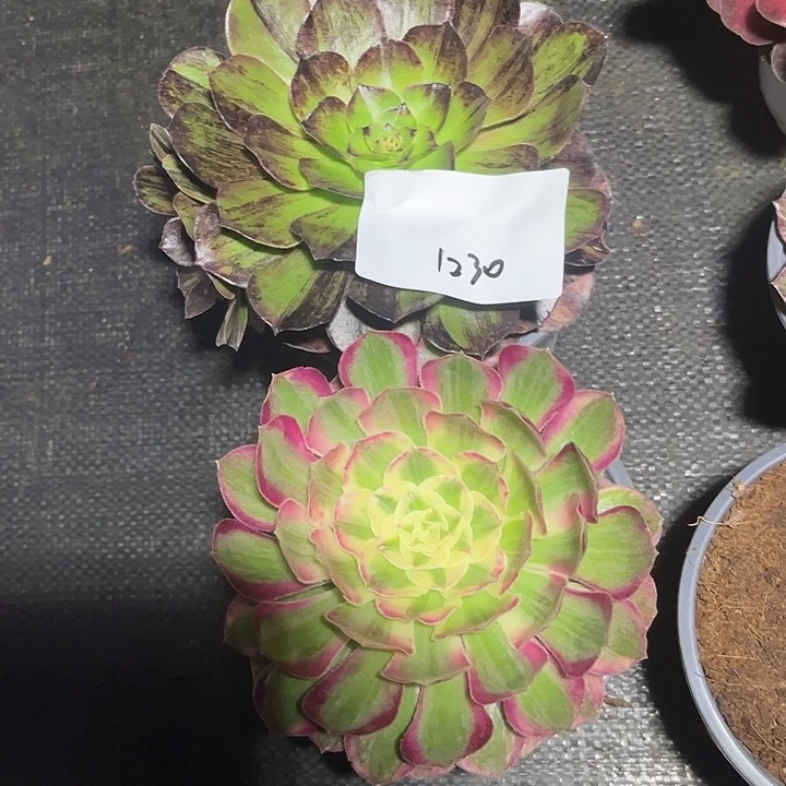 默然和海神多肉植物1230