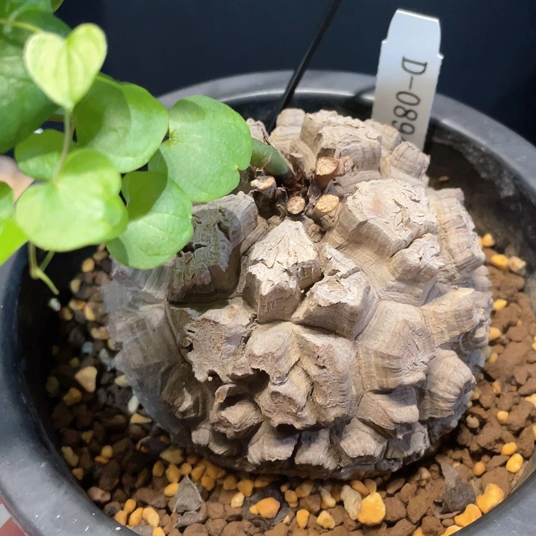 894号日系剑甲龟甲龙8.5公分微瑕