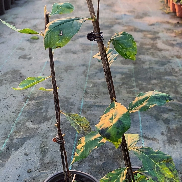 无花朵寿星嫁接26.8