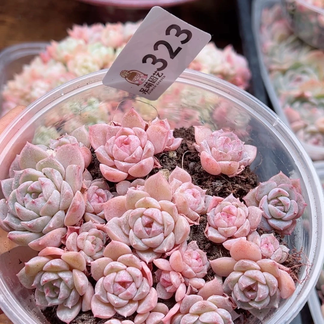 多肉植物多肉植物