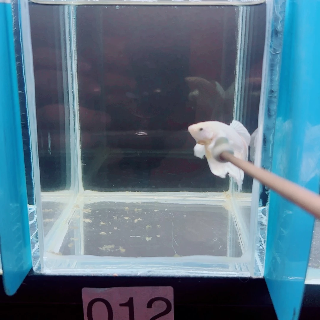 霍***犬斗鱼赤道斗鱼水族馆