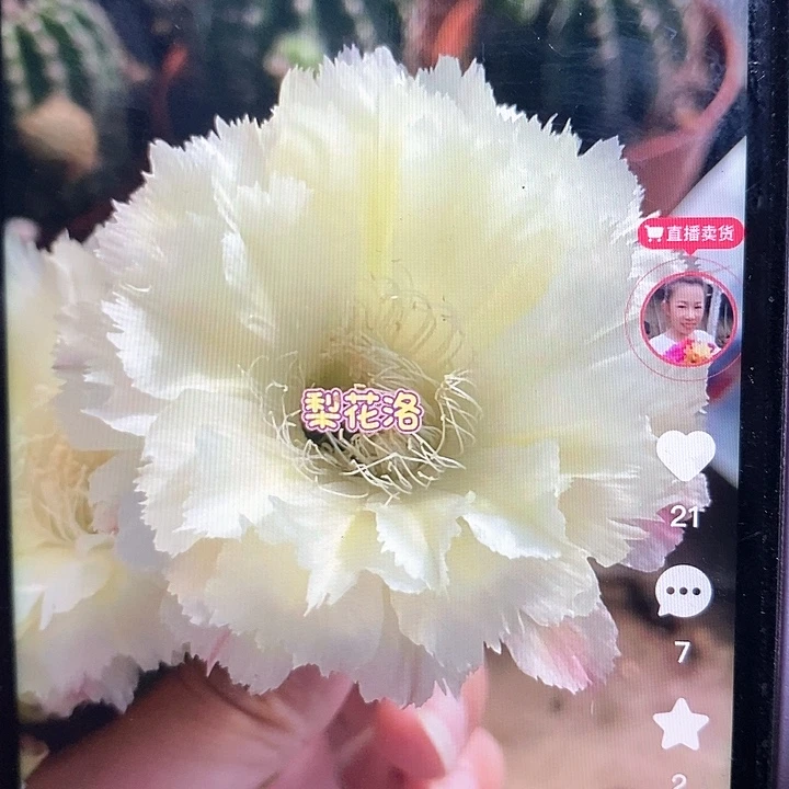 梨花落彩草侧芽两公分