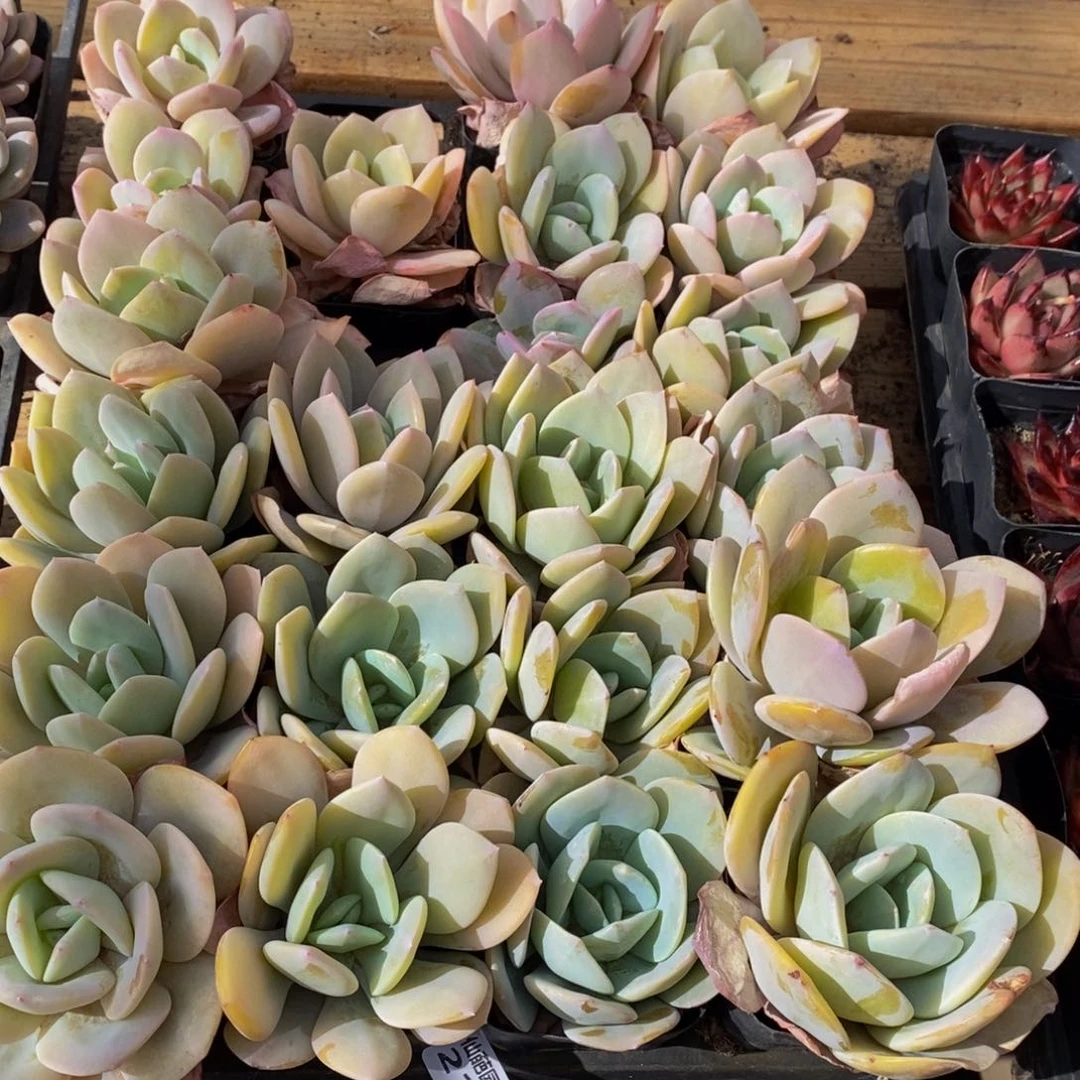 216多肉植物保护研究所所长的介绍