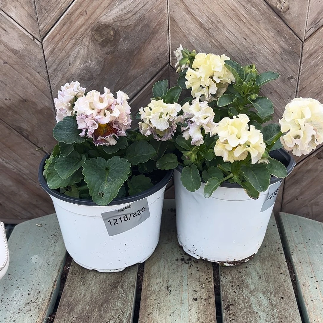 完全开放1218/226