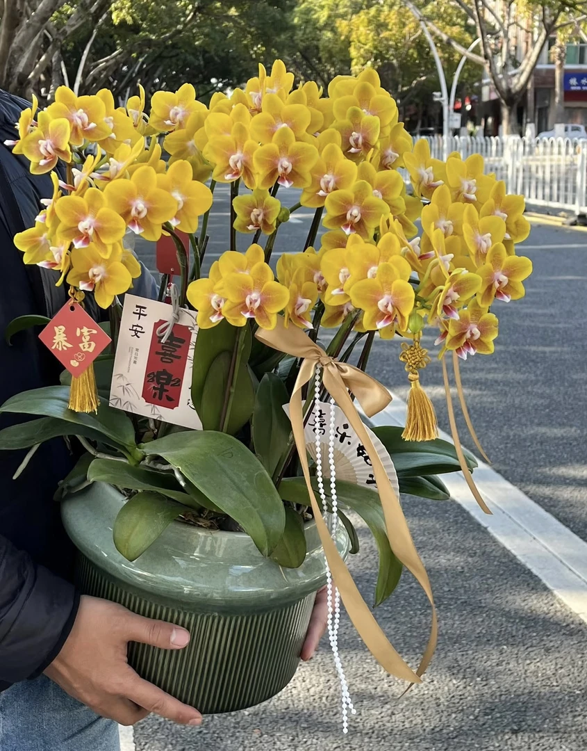 2个花剑起 浓香型【黄金万两】 丰花型蝴蝶兰