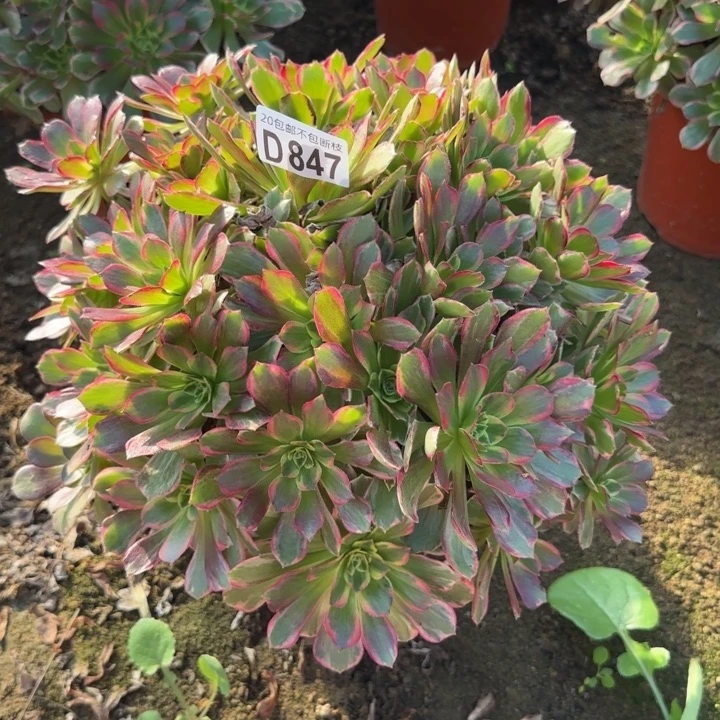 安娜……多肉植物……