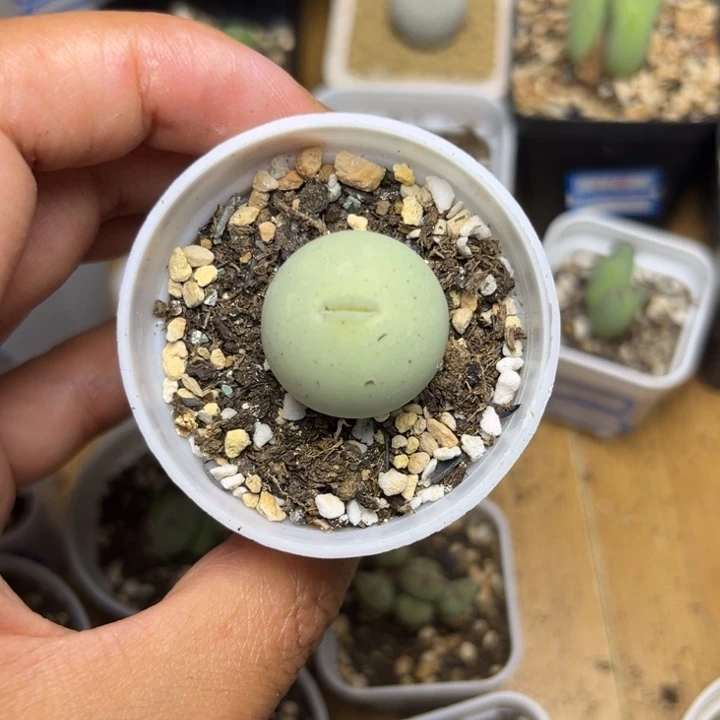 0148 鸽子蛋多肉植物