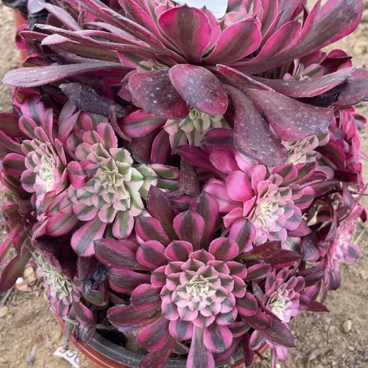 147多肉植物红铜白