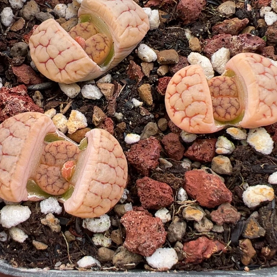 11.24好看的多肉脱土发货286