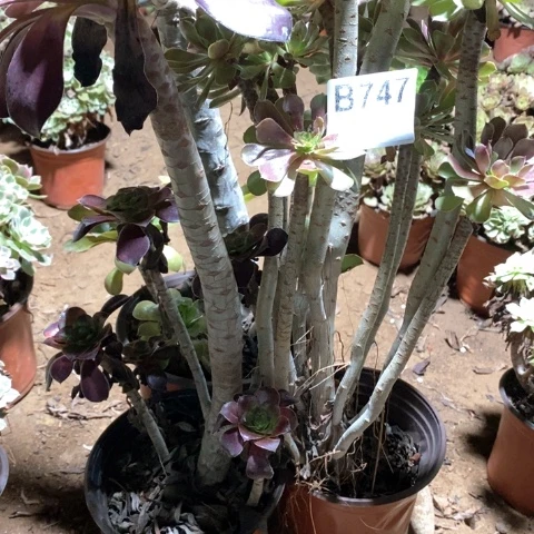 你***向747三颗法师多肉植物
