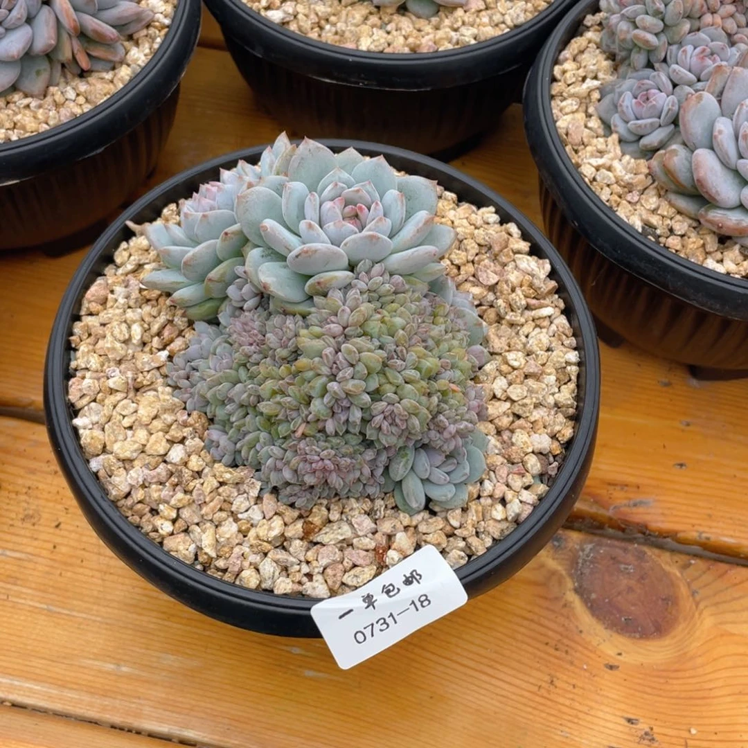 0731-18-星星橙缀化。。。。