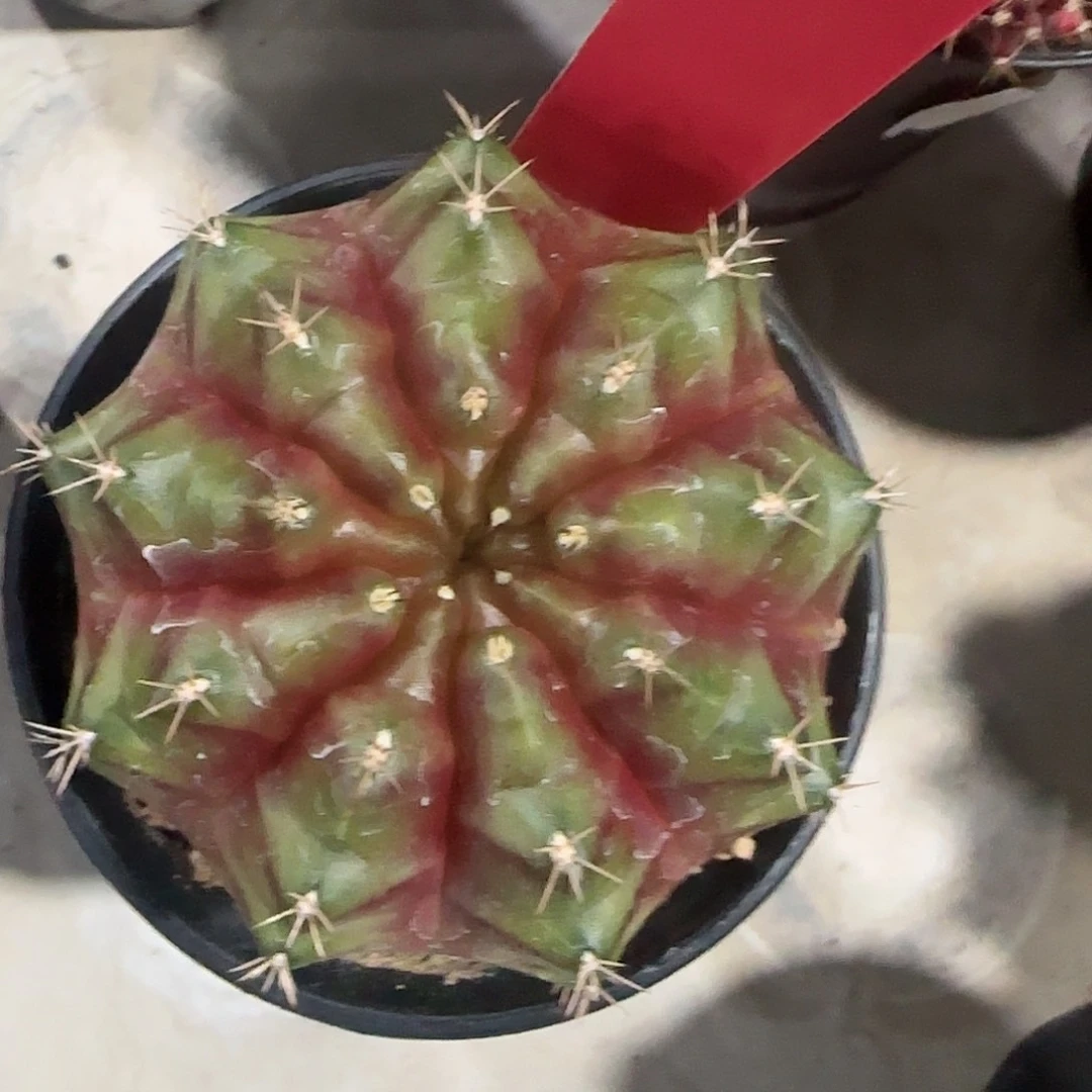 L733-0103泰国发货 山楂树之恋