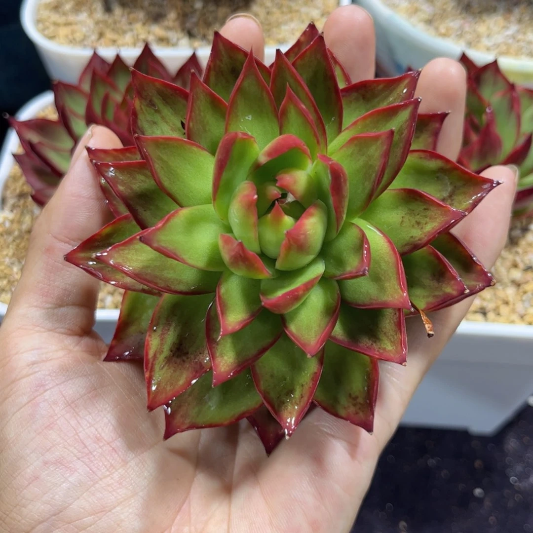 惊鸿仙子一物一拍