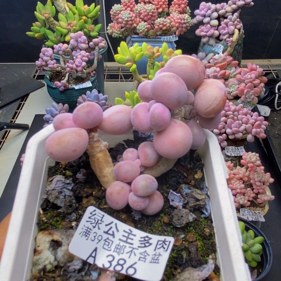 386腰子桃蛋多肉7c m