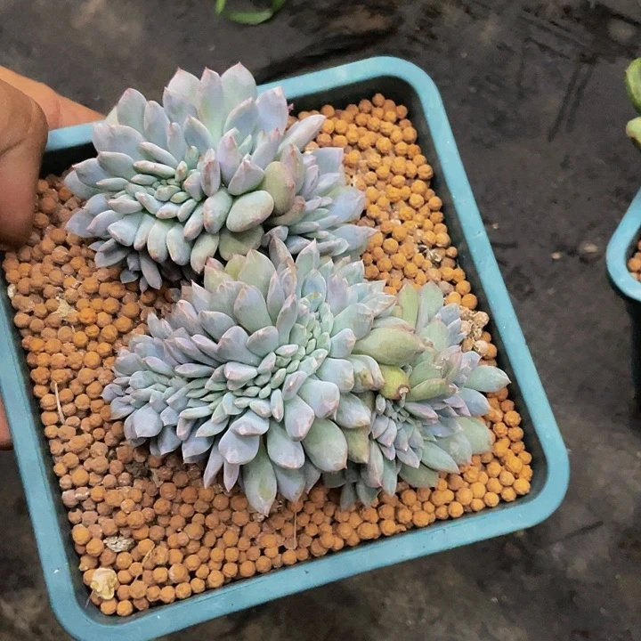 星影缀化一物一拍