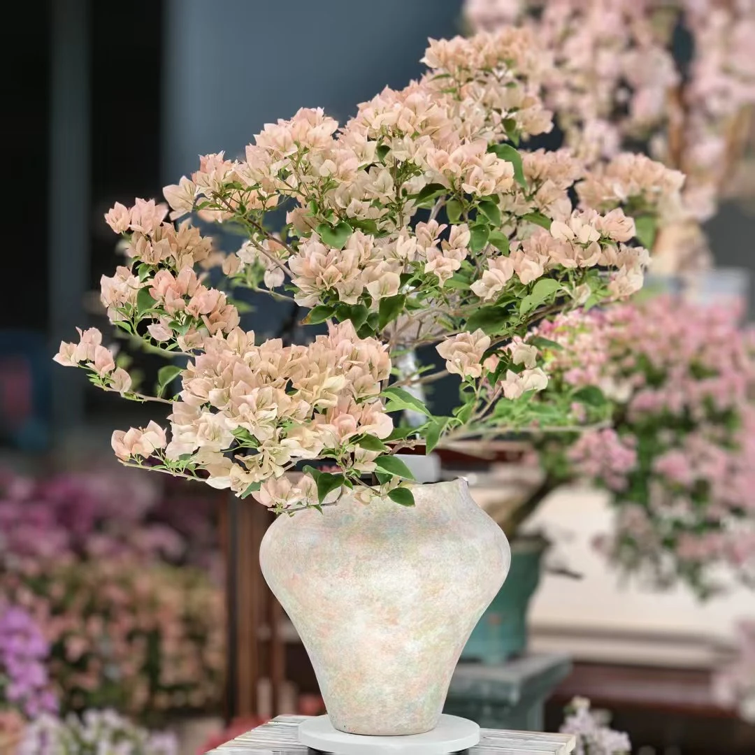 绿叶马斯造型盆景老桩好养【艺景园花姐专用】