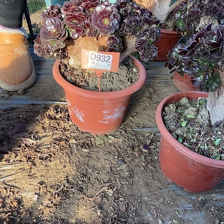 李***憨D932欧紫缀化老庄
