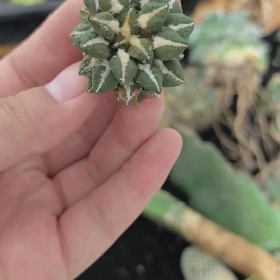 一物一拍，仙人球！！！