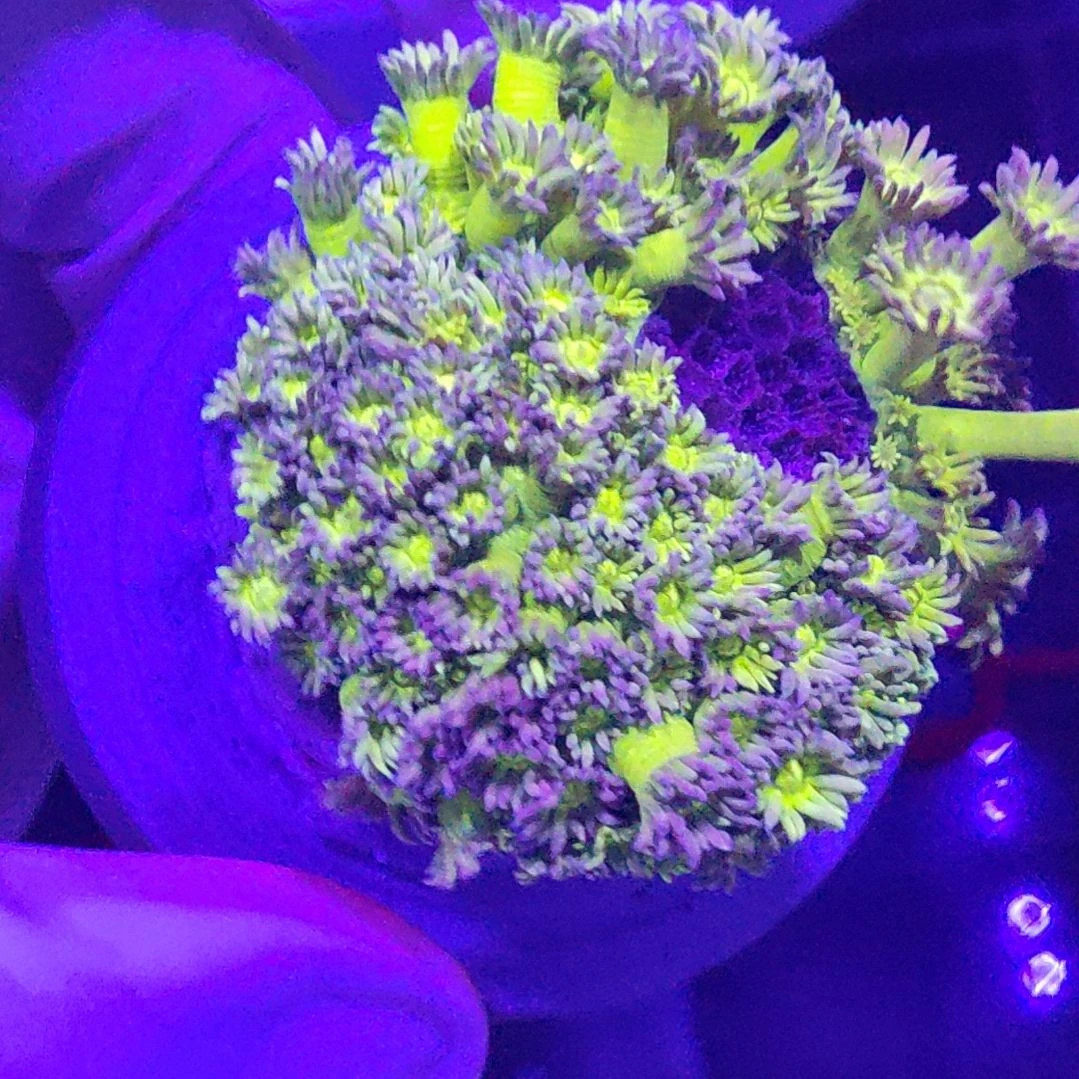 智海珊瑚不支持退货不包邮接受再下单