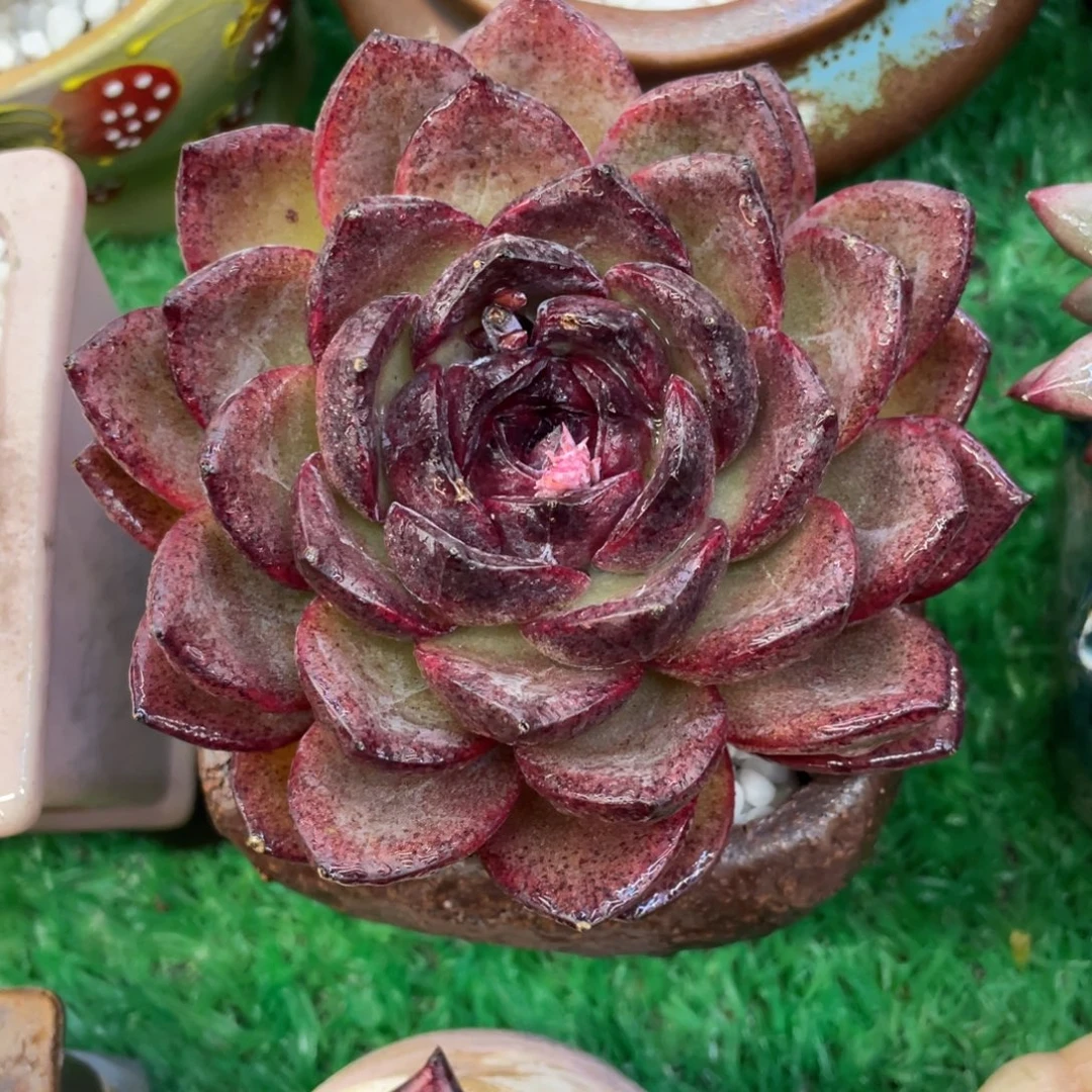 多肉植物盆栽多肉