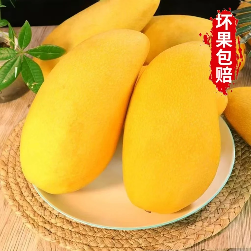 【海南果园】黄皮芒金煌芒水仙芒现摘新鲜应季果香甜可口2/5/9斤