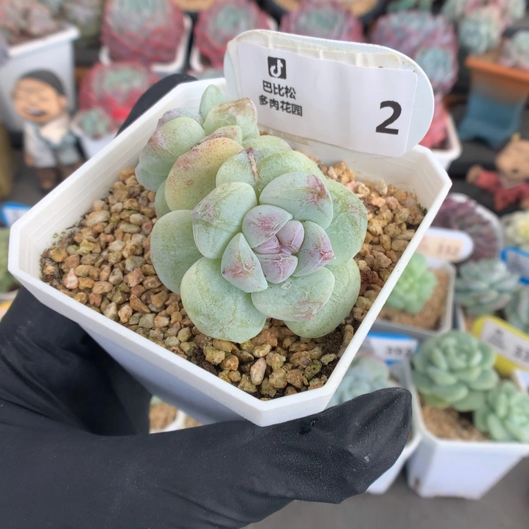 2 暗纹紫心体冰玉石化