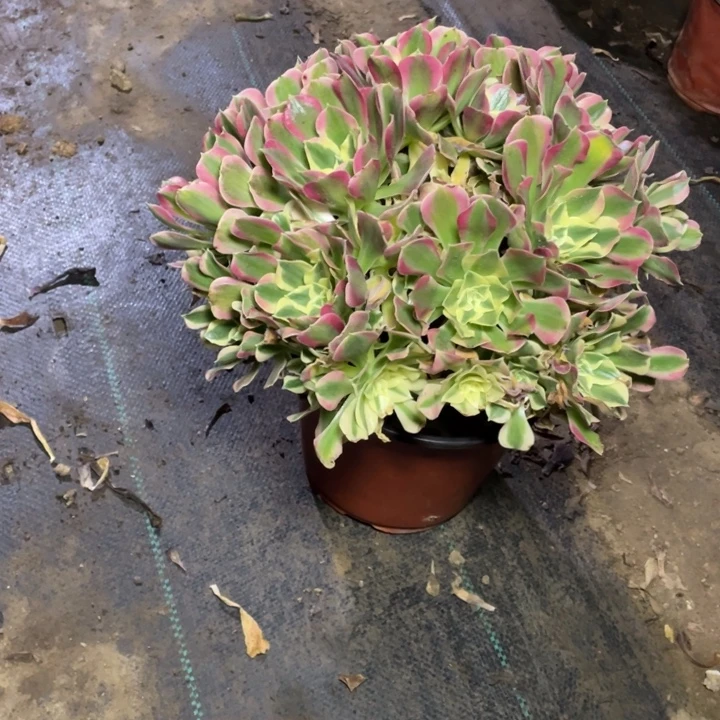 66白凤多肉多肉植物多肉