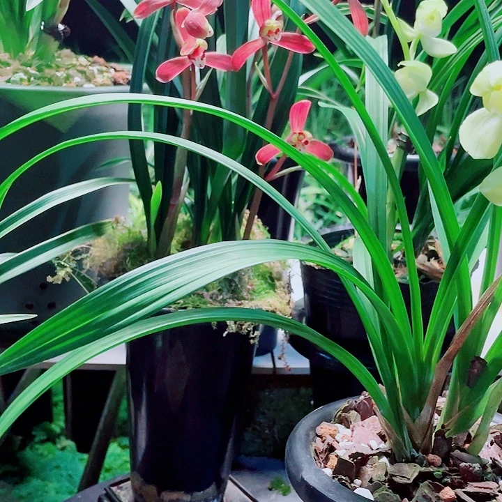 北***河完全开放一物一漂亮