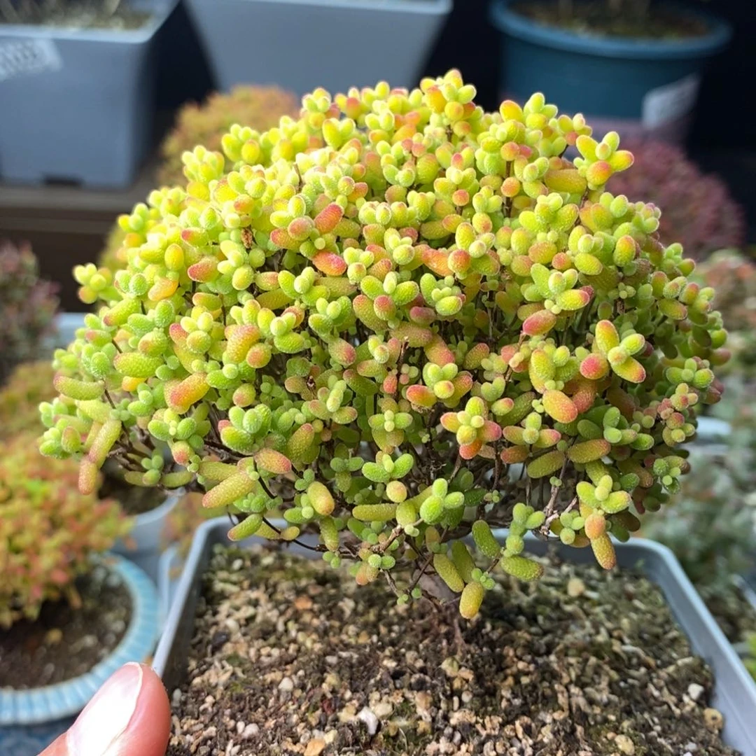 1293蜜橘糖球 。