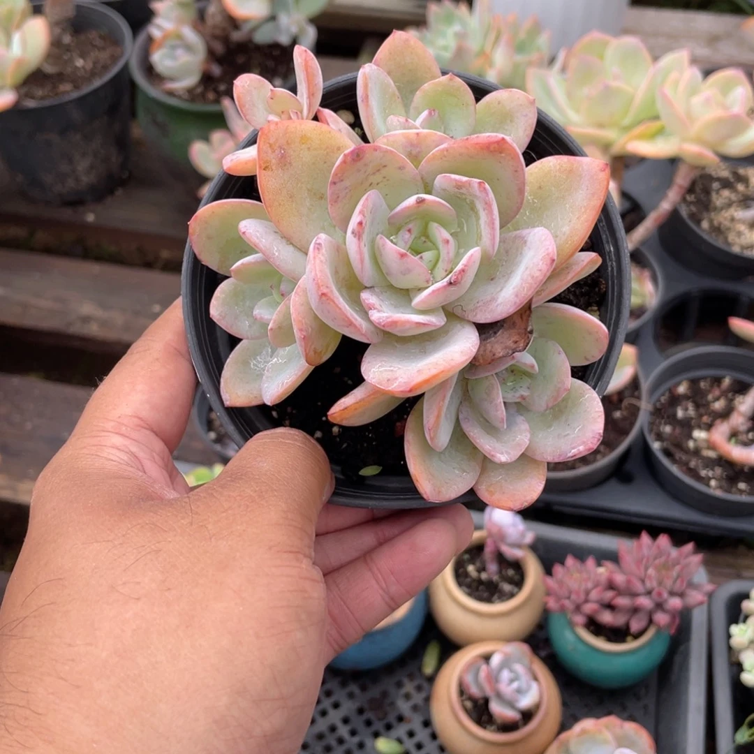 是***吖2441  布鲁兰  六月六