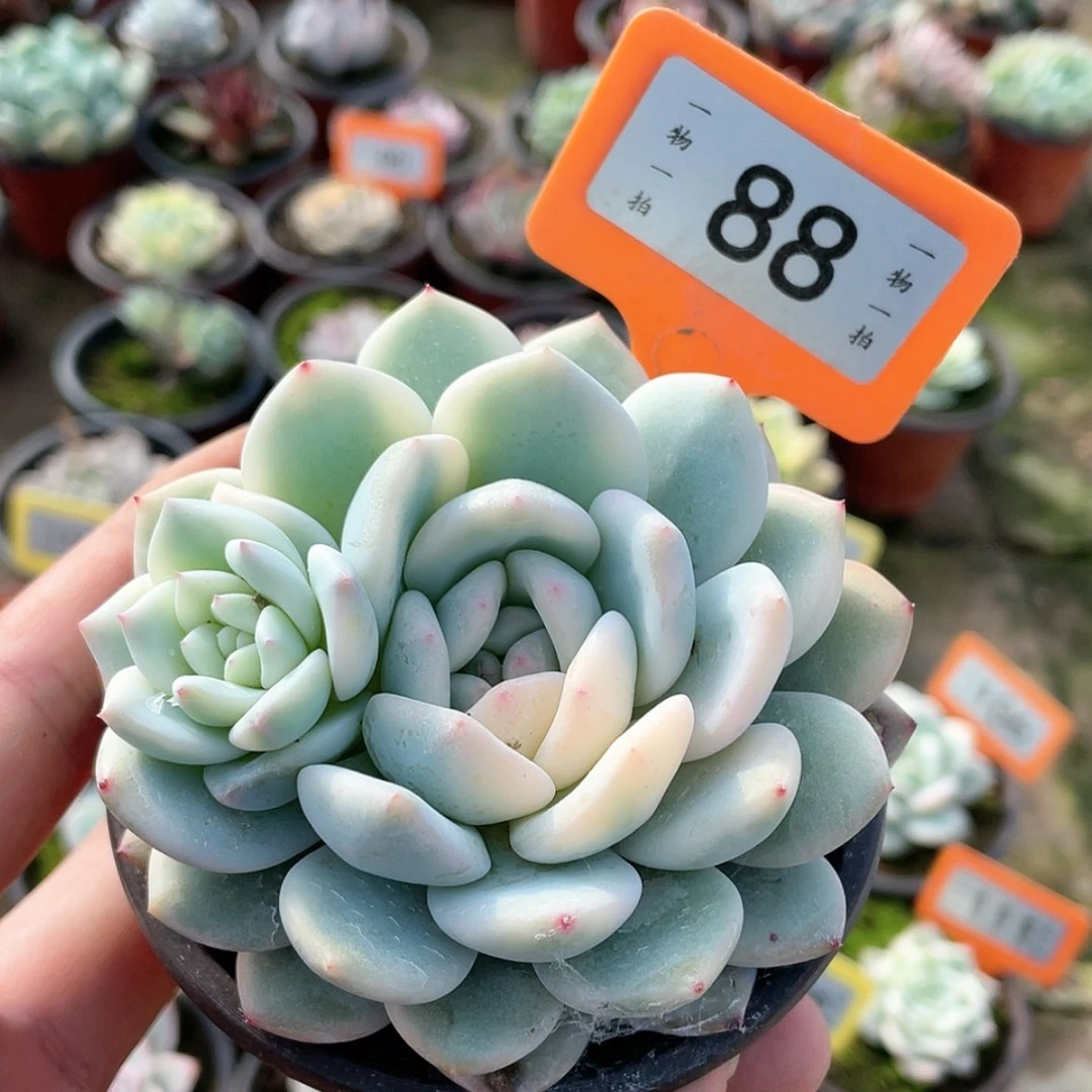 【闪购商品】满*肉88号的