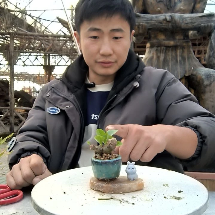 月****^小盆景小植物一物一拍275