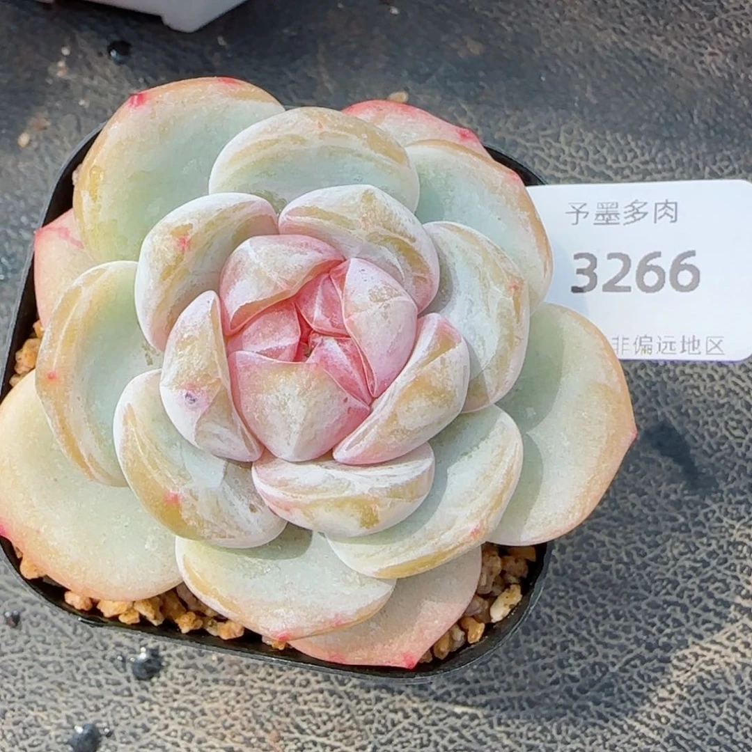 紫粉珍妮，3266多肉