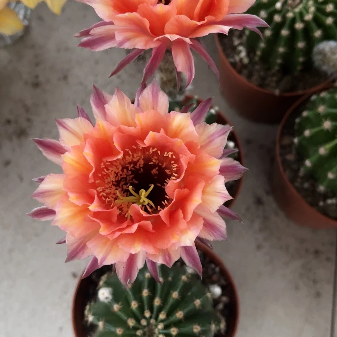 彩草97号6-7公分左右