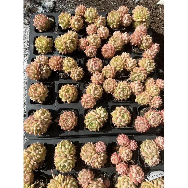 7#缃色多肉植物    前男友精品多肉sm0058