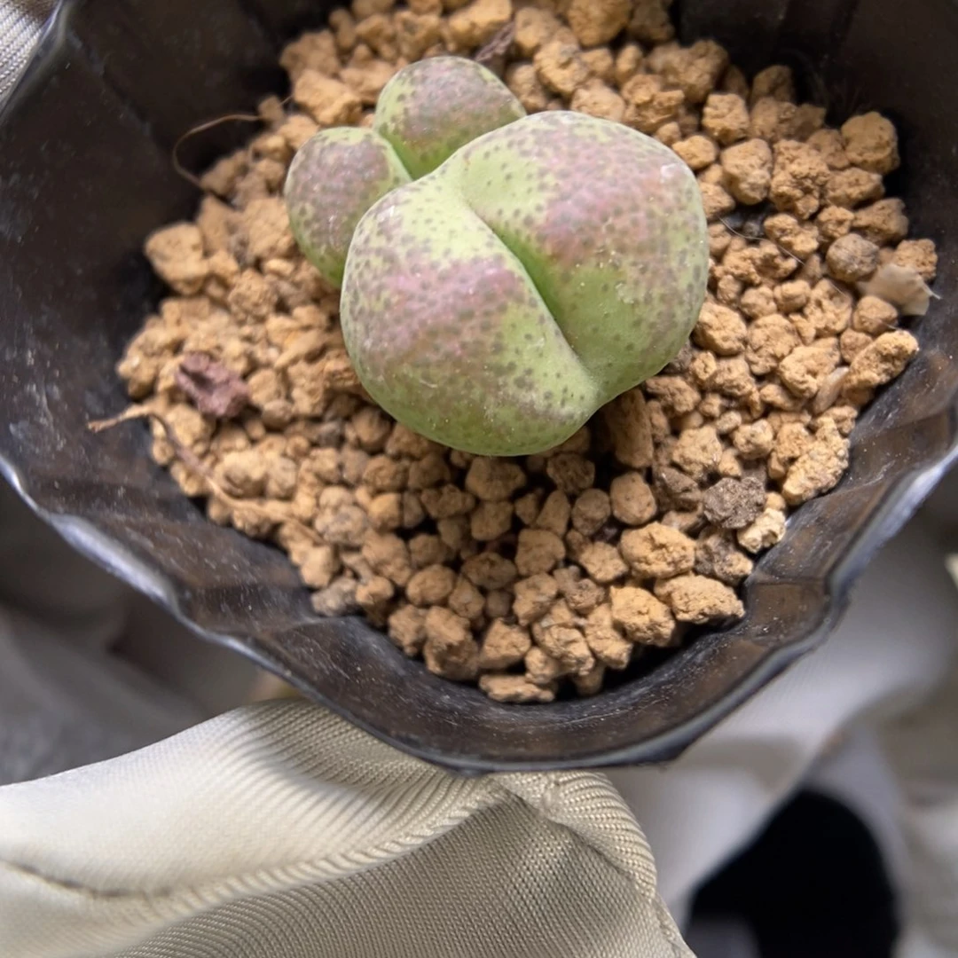 多肉植物肉锥杂交K-3716