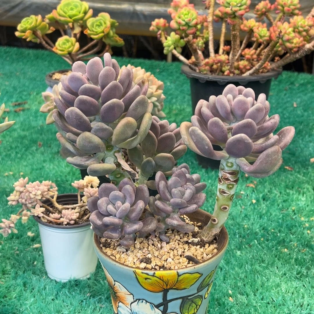 月美人，，，，，，，，，，，，