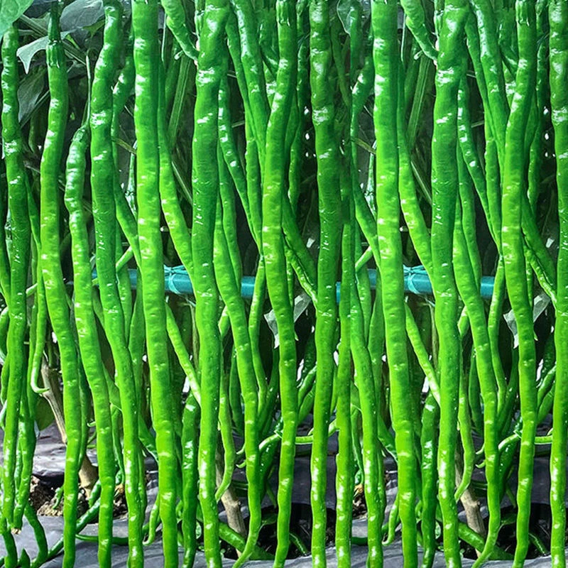 超长香辣长线线椒秧苗荆条特长春秋高产早熟四季种籽阳台辣椒蔬菜