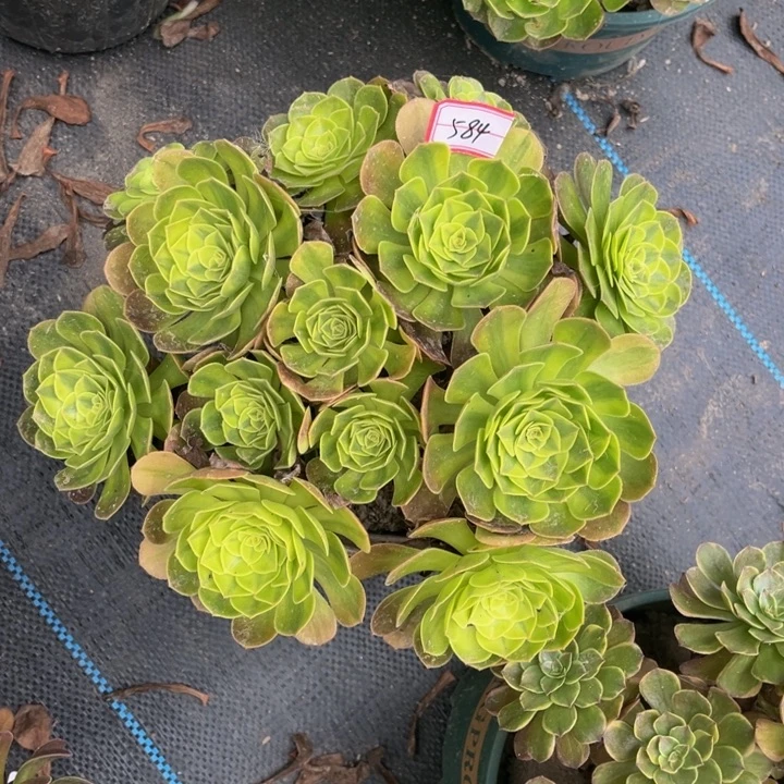 584雨荷多肉植物法师