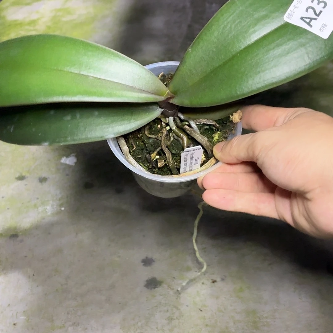 当前无花朵，栽培后可花朵A2339yss1165