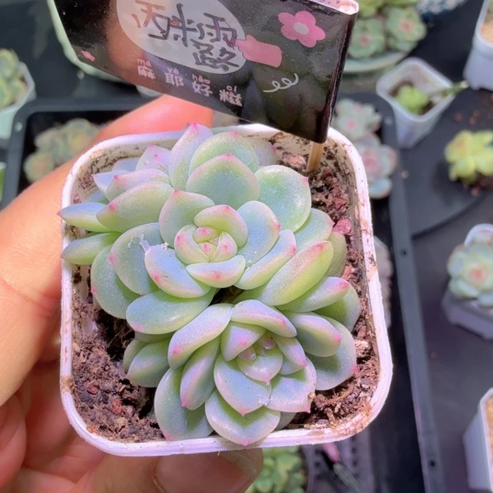 向***月西米露三头特特特特