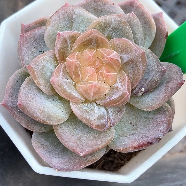 多肉植物琥珀746多肉