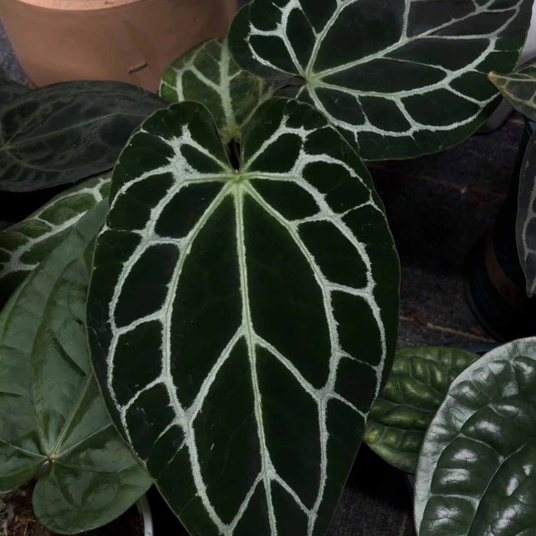 无花朵黑水晶5577