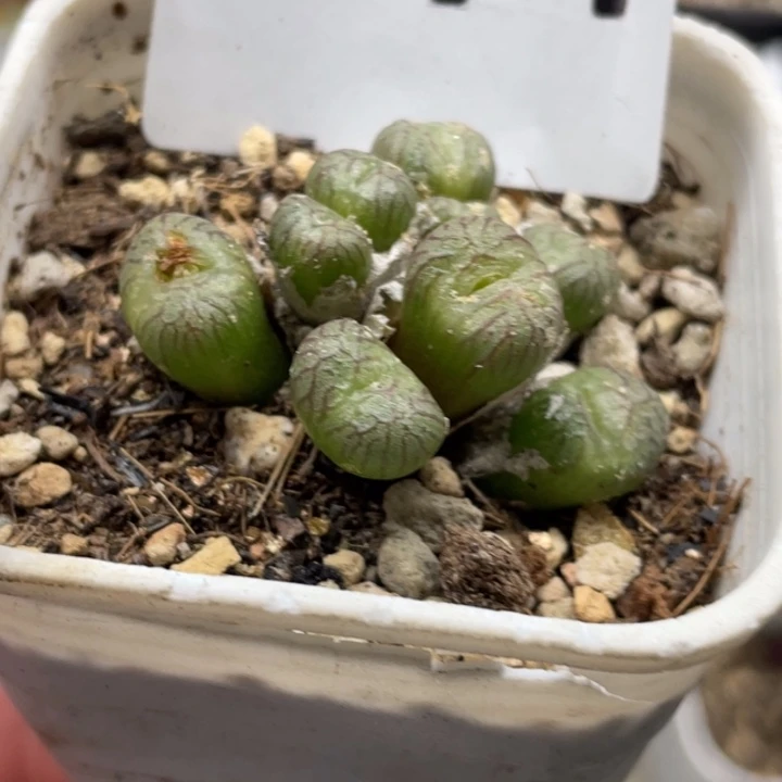 完全开放844流水铜壶带盆