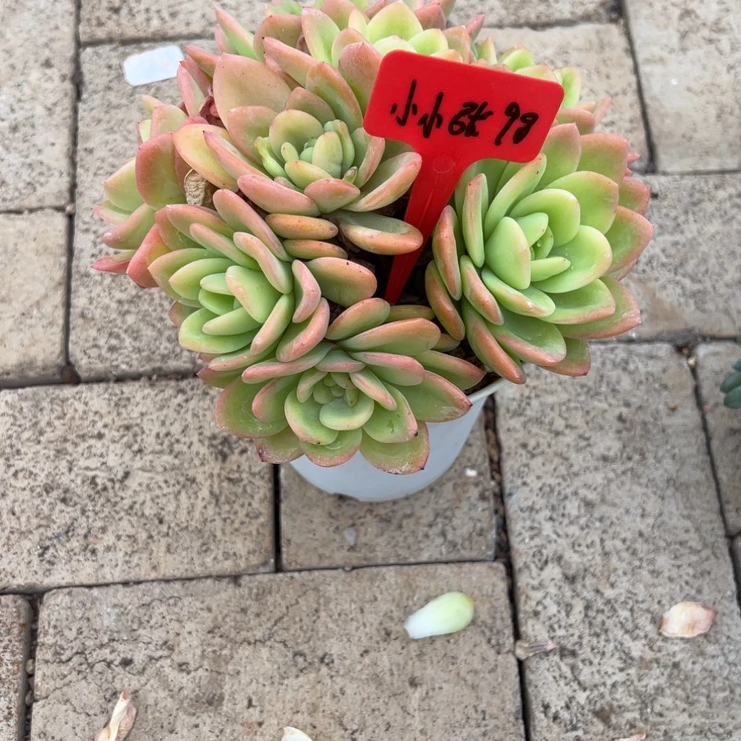 小***张小小张98。
