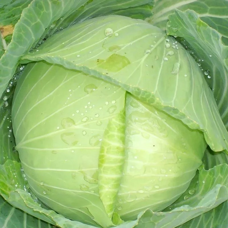 湖南本地自种农家包菜露天种植当季新鲜蔬菜现摘现发