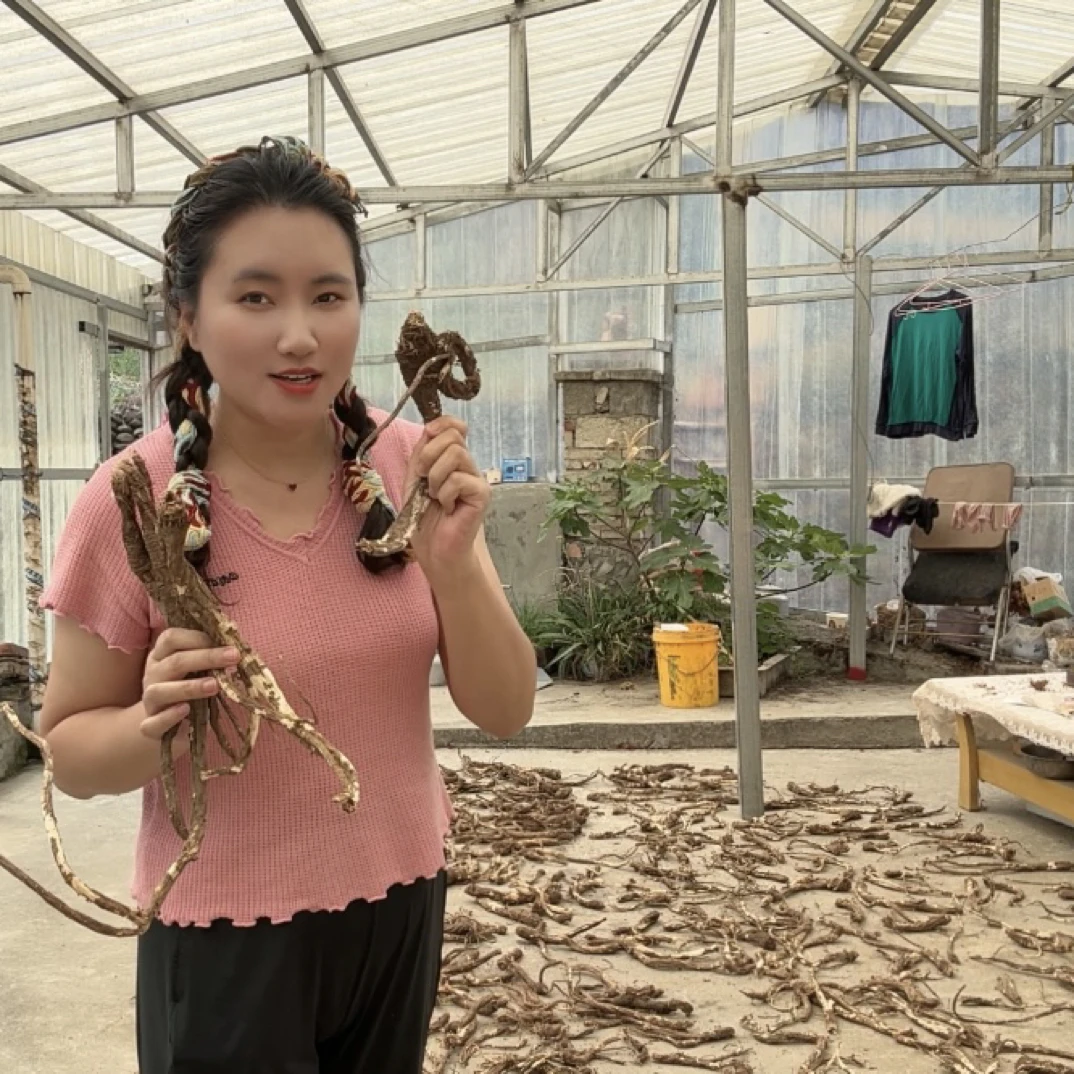 高海拔藏当归甘孜州土特产自然晾晒