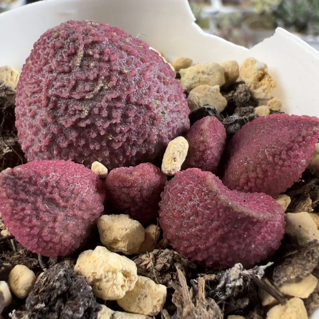 福利款138号大苗多肉植物